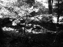 Sunlit bush